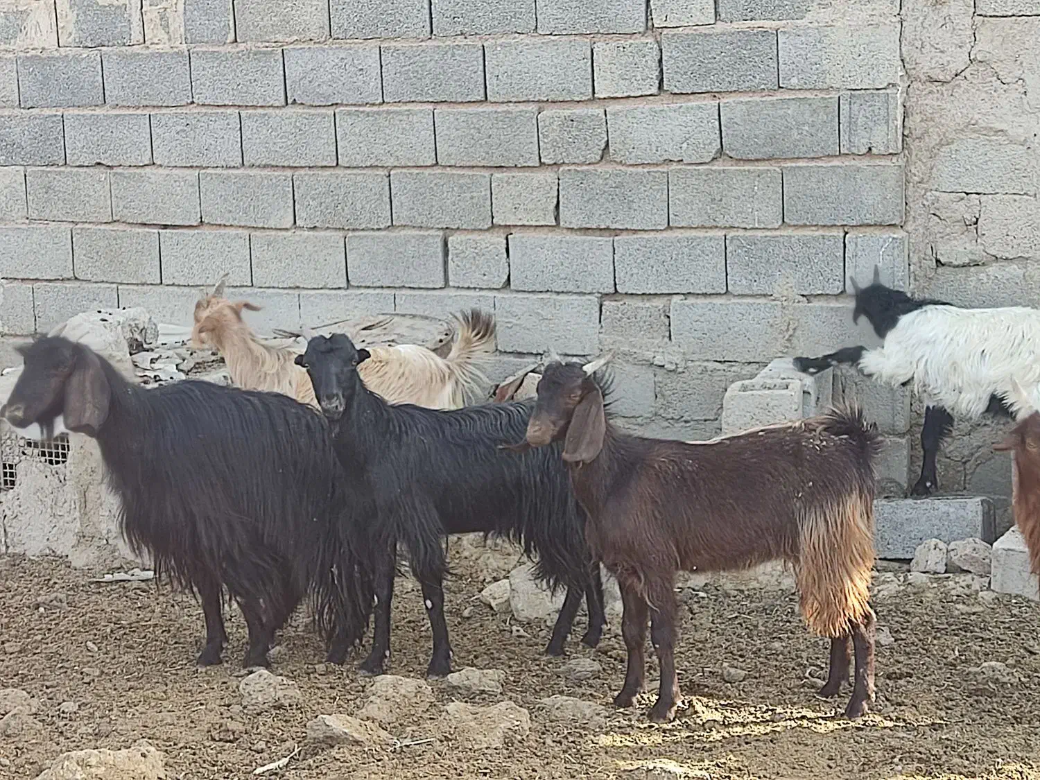 بز و کهره|حیوانات مزرعه|زرقان, |دیوار
