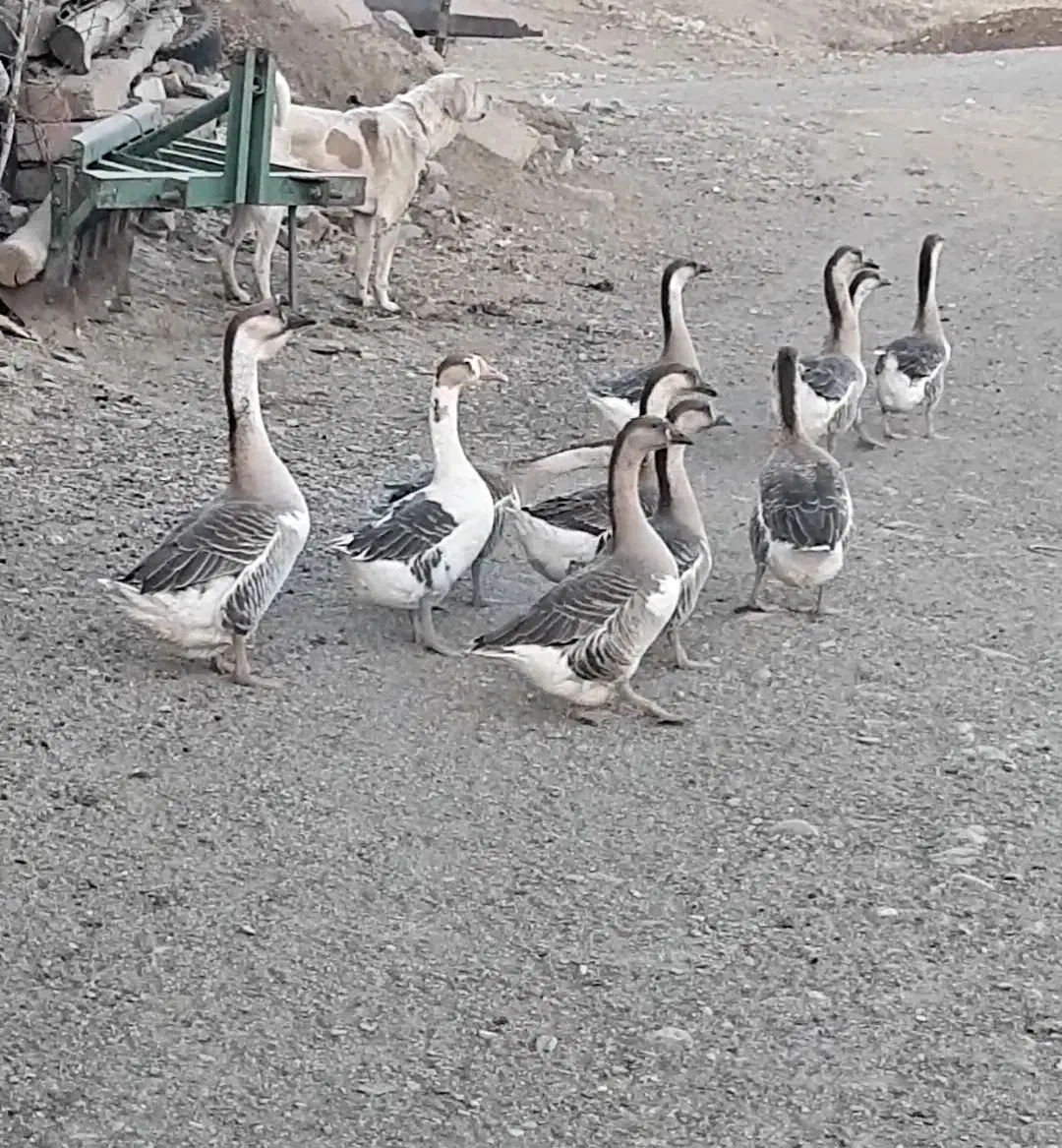 قوغاز اکراینی کیلویی ۵۰۰ هزار|حیوانات مزرعه|اسدآباد, |دیوار