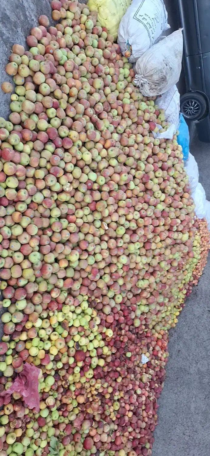 خریدار سیب‌ زیردرختی با بالاترین قیمت|خدمات باغبانی و درختکاری|زنجان, |دیوار