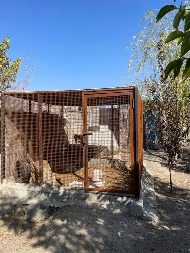 قفس بزرگ|لوازم جانبی حیوانات|ارومیه, |دیوار