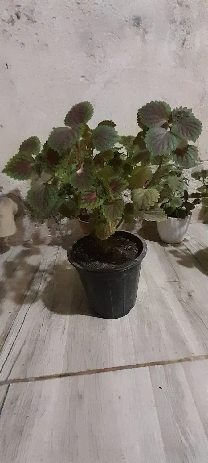 گل حسن یوسف|گل و گیاه طبیعی|اهواز, منبع اب|دیوار