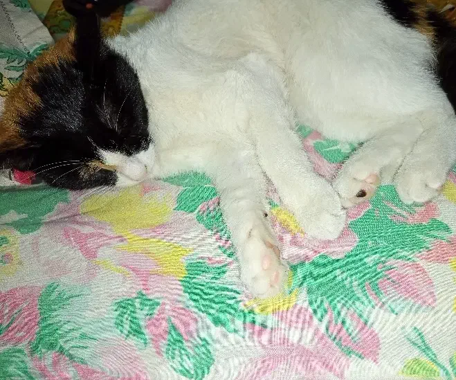 لپه خانم|گربه|آستانه اشرفیه, |دیوار