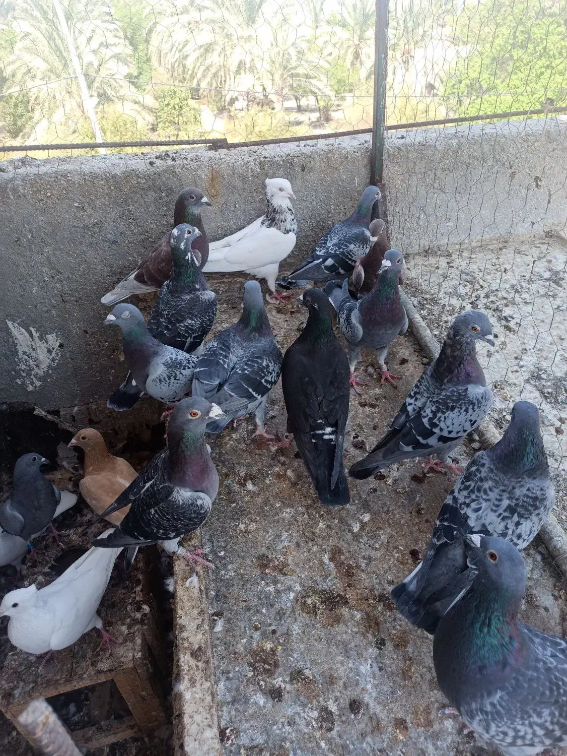 فروش کبوتر|پرنده|جم, |دیوار