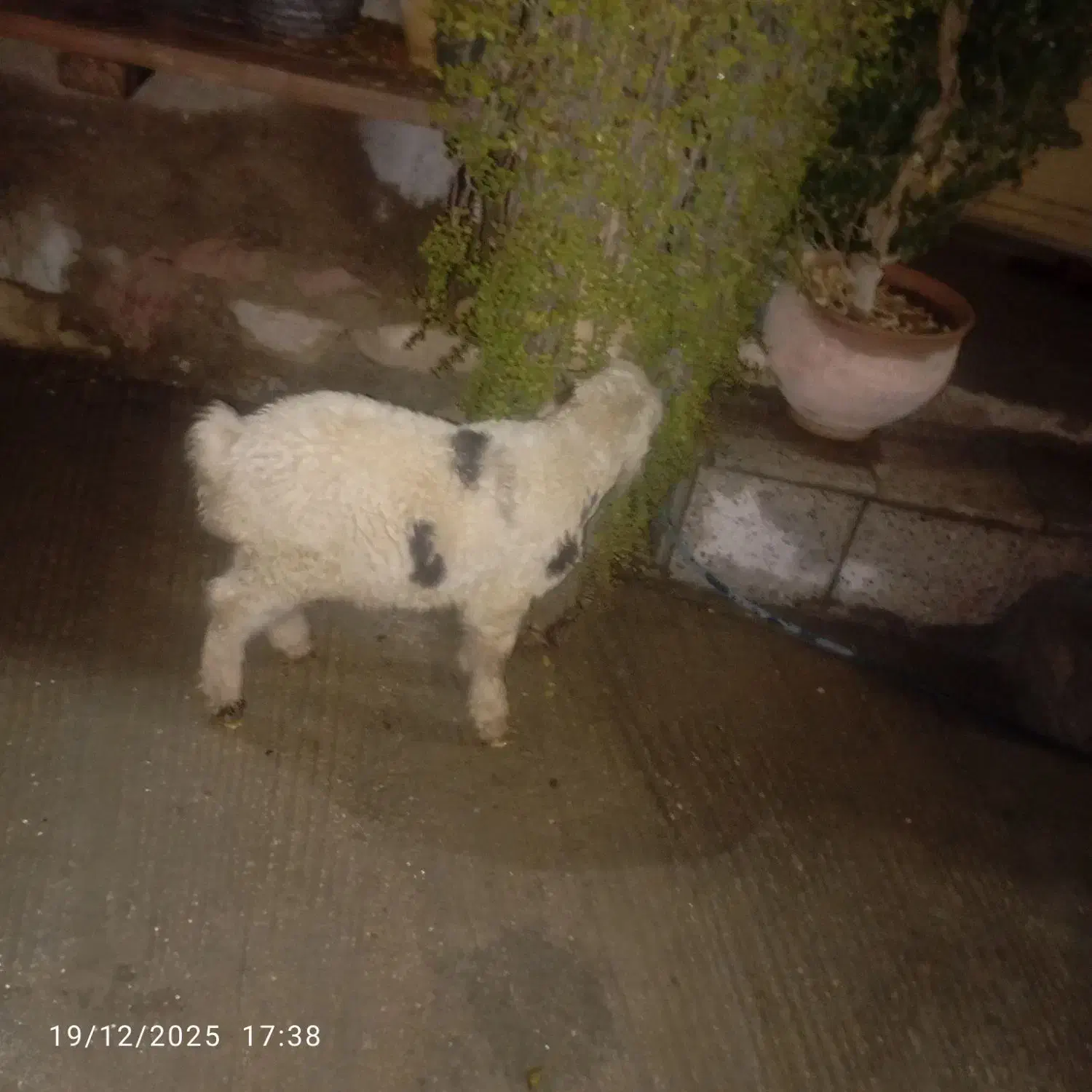 بره‌‌شیری|حیوانات مزرعه|جم, |دیوار