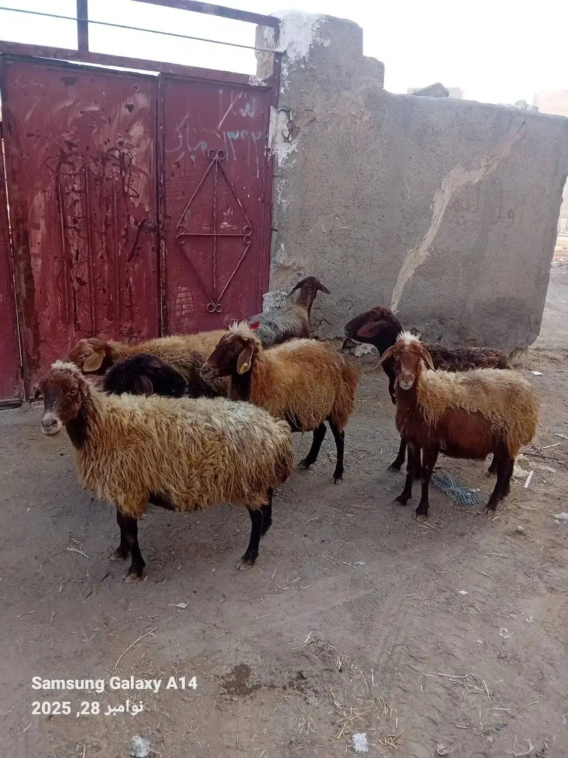 ۷عدد گوسفند سرحال برای یلینی وبوغاز برای فروشی|حیوانات مزرعه|اردبیل, |دیوار