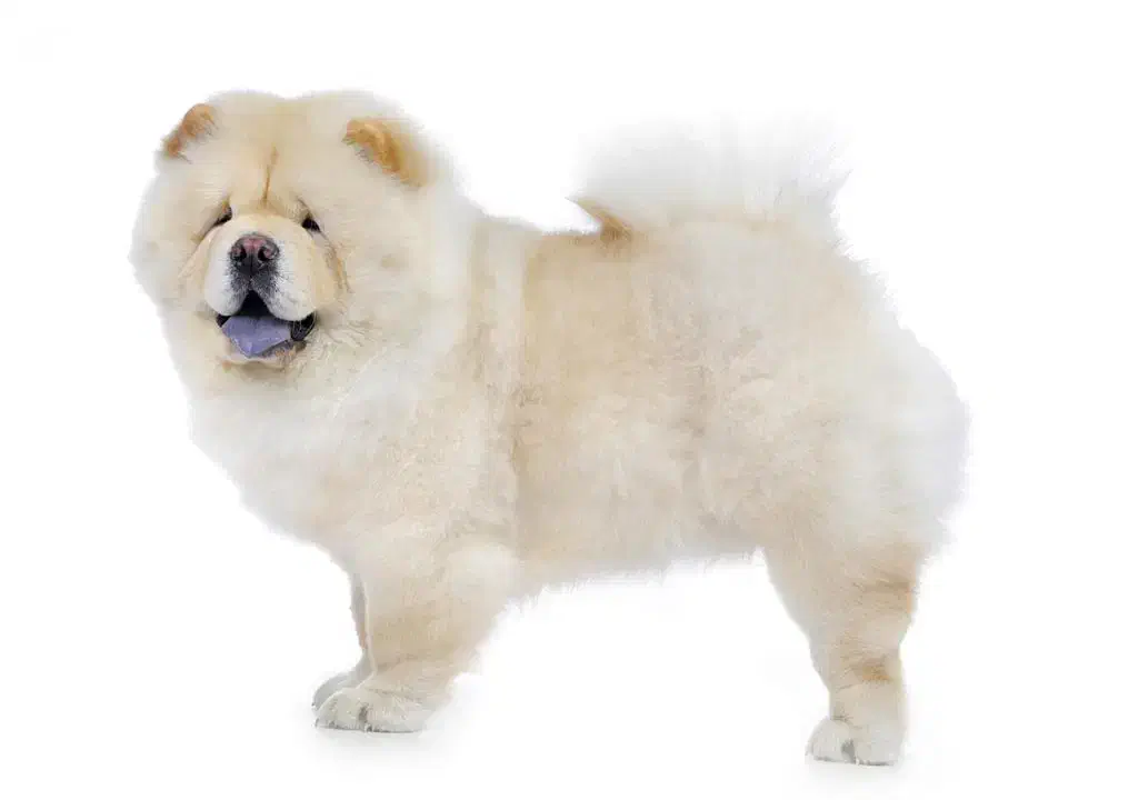 سگ پشمالو|حیوانات|خرمشهر, |دیوار