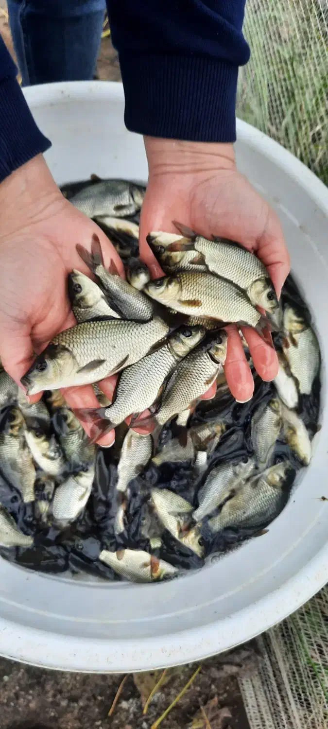 بچه‌ماهی بیگهد فیتوفاک کپور وآمور|ماهی|بابل, |دیوار