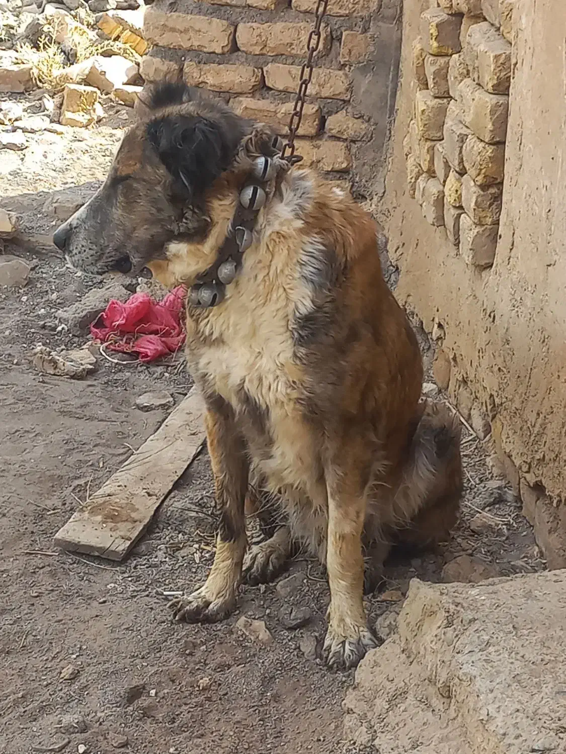 سگ ماده|سگ|قم, بوستان علوی|دیوار