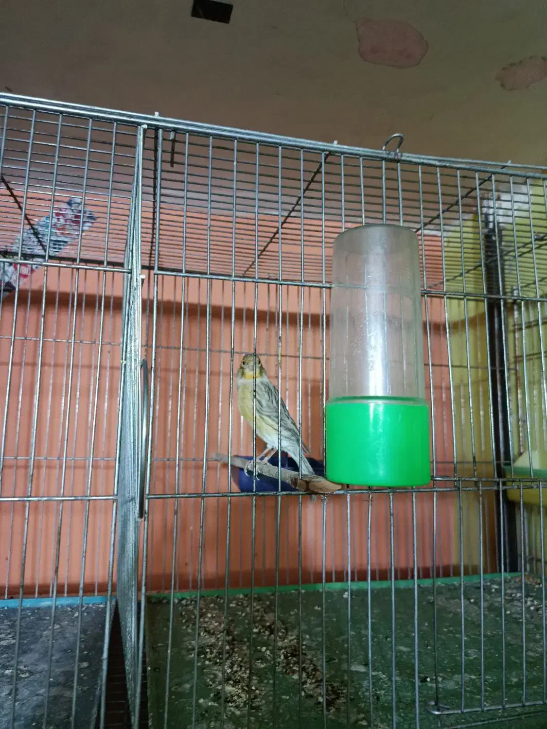 جوجه قناری|پرنده|کرمان, |دیوار