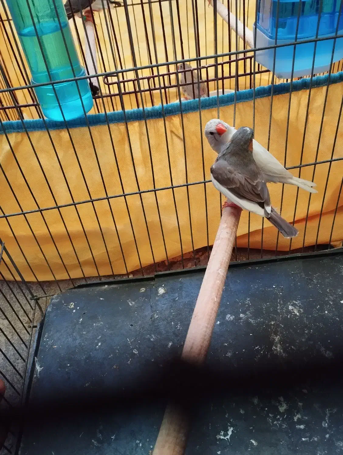 فنچ|پرنده|بندرعباس, |دیوار