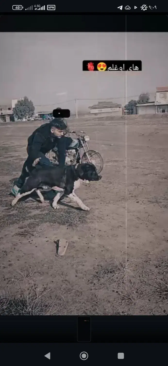 الابای دوساله نر|سگ|علی‌آباد کتول, |دیوار