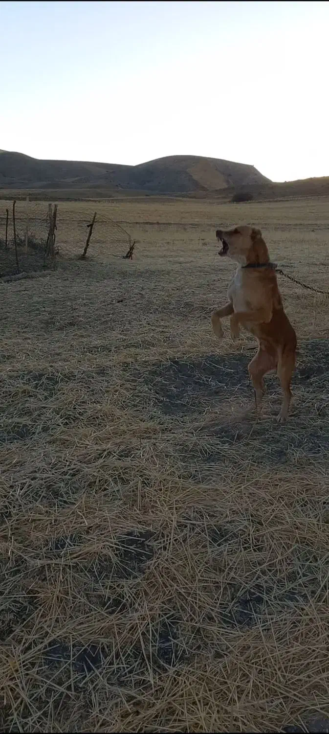 واگزاری سگ نگهبان|سگ|کرمانشاه, |دیوار