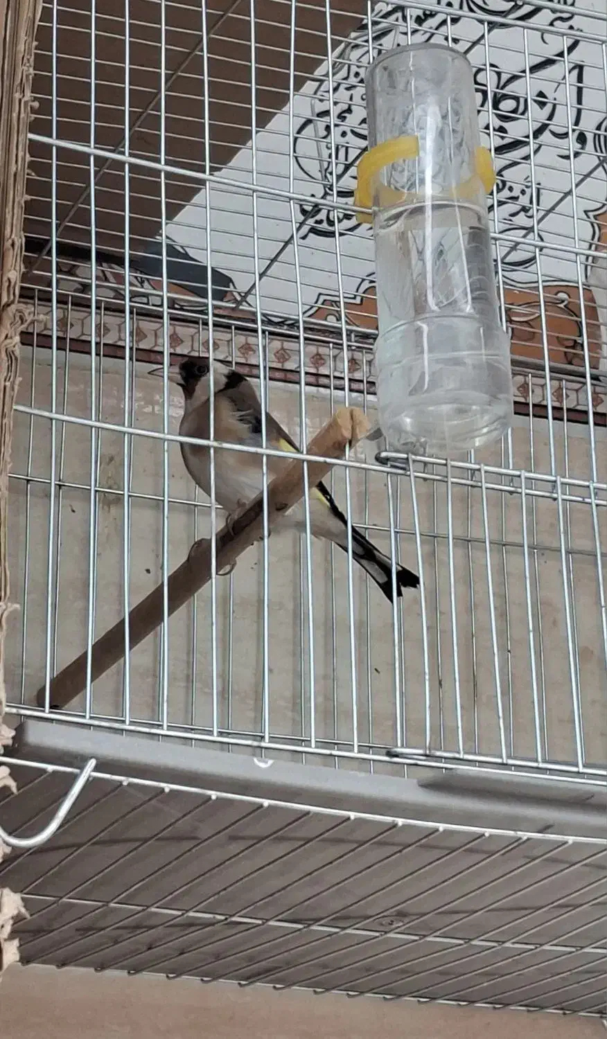 سهره سقا نر|پرنده|کرمان, |دیوار