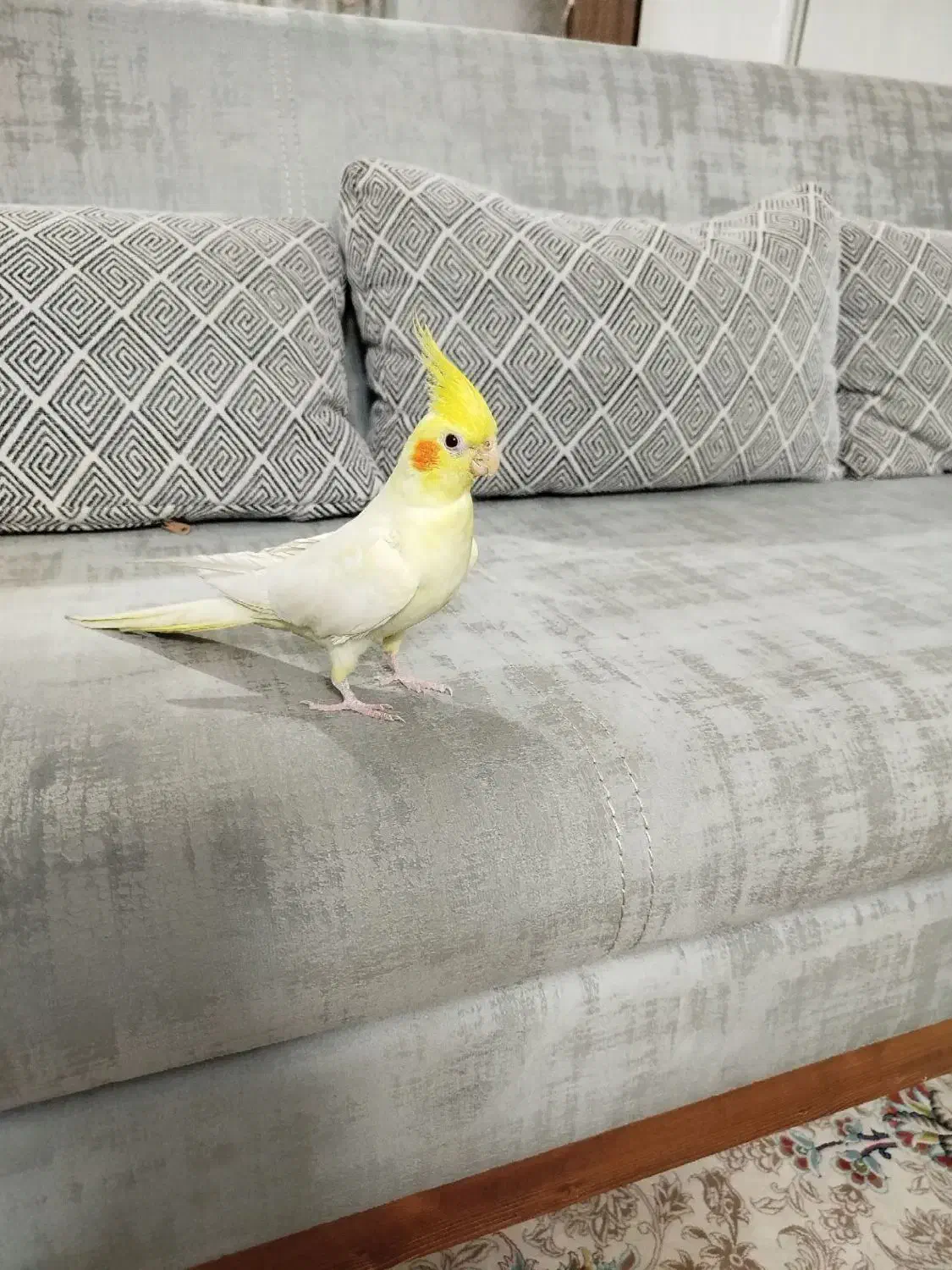 عروس هلندی|پرنده|شهریار, شهریار|دیوار