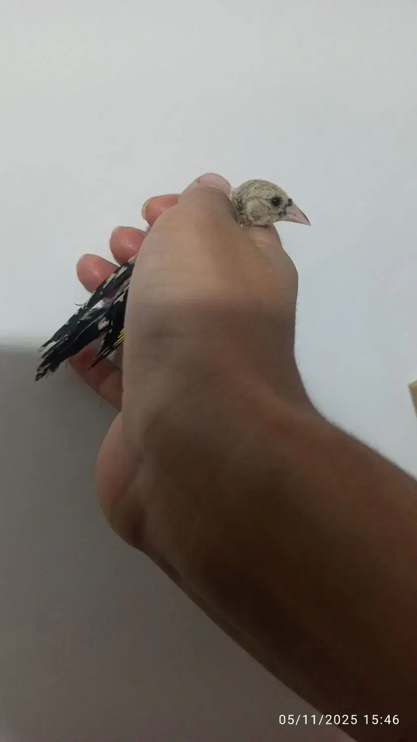 یک عدد جوجه سهره نر انتیک|پرنده|یاسوج, |دیوار