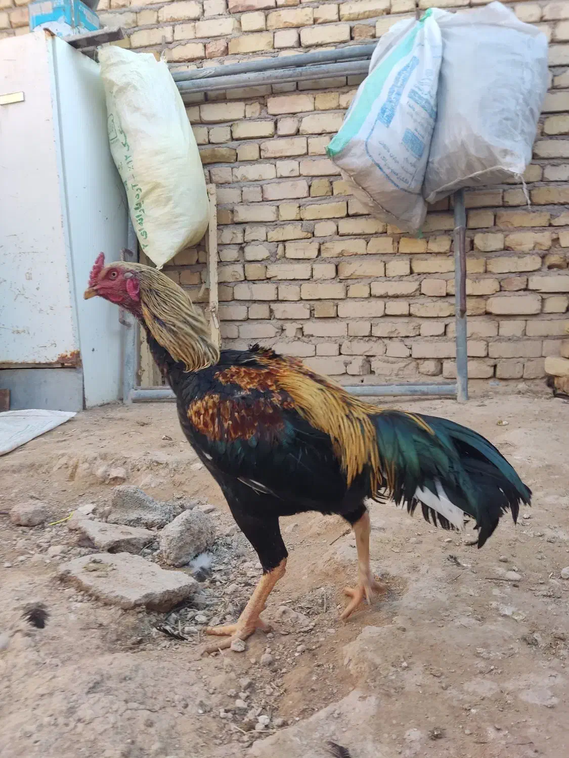 خروس لاری|حیوانات مزرعه|بزینه رود, |دیوار