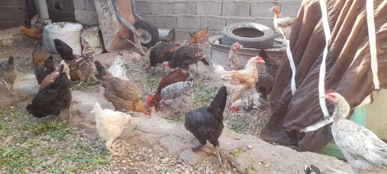 ۴۳۰۰۰۰|حیوانات مزرعه|رستم, |دیوار