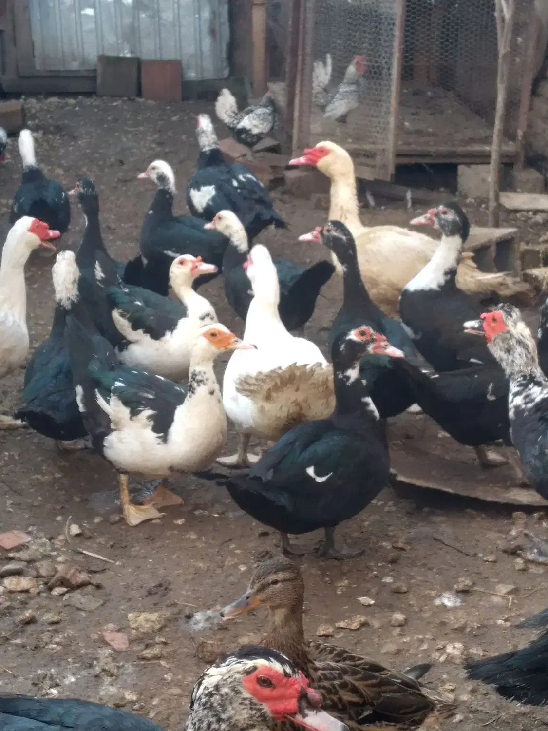 اردک اسراعیلی|حیوانات مزرعه|بهشهر, |دیوار