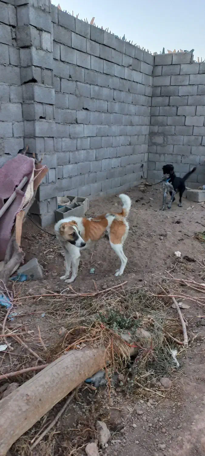 سگ خراسانی|سگ|لنجان, |دیوار