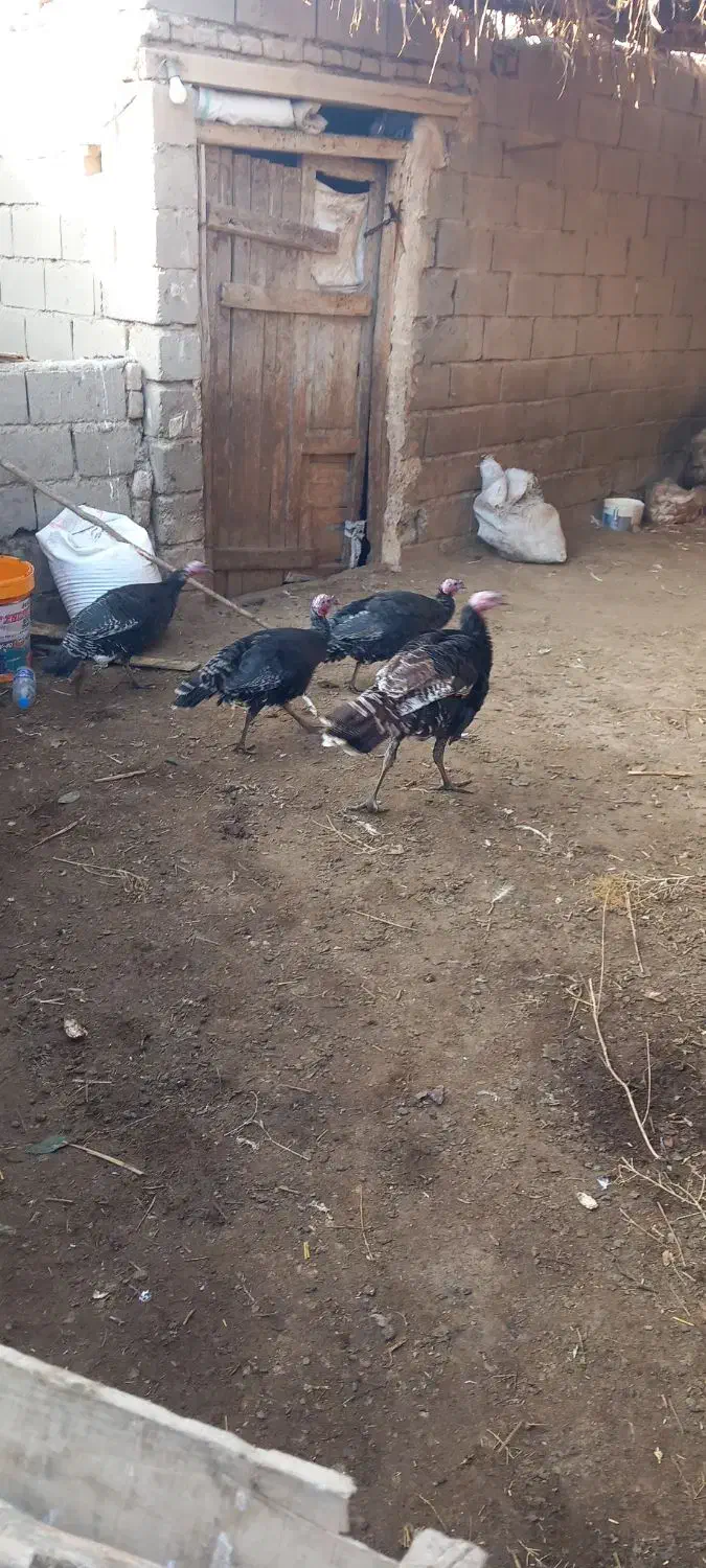 بوغقلمو|حیوانات مزرعه|لیلان, |دیوار