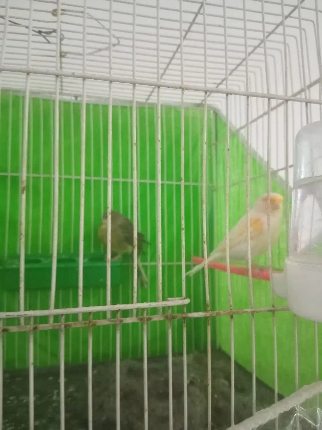 قناری نر ماده بخون|پرنده|تربتحیدریه, کوه سنگی|دیوار