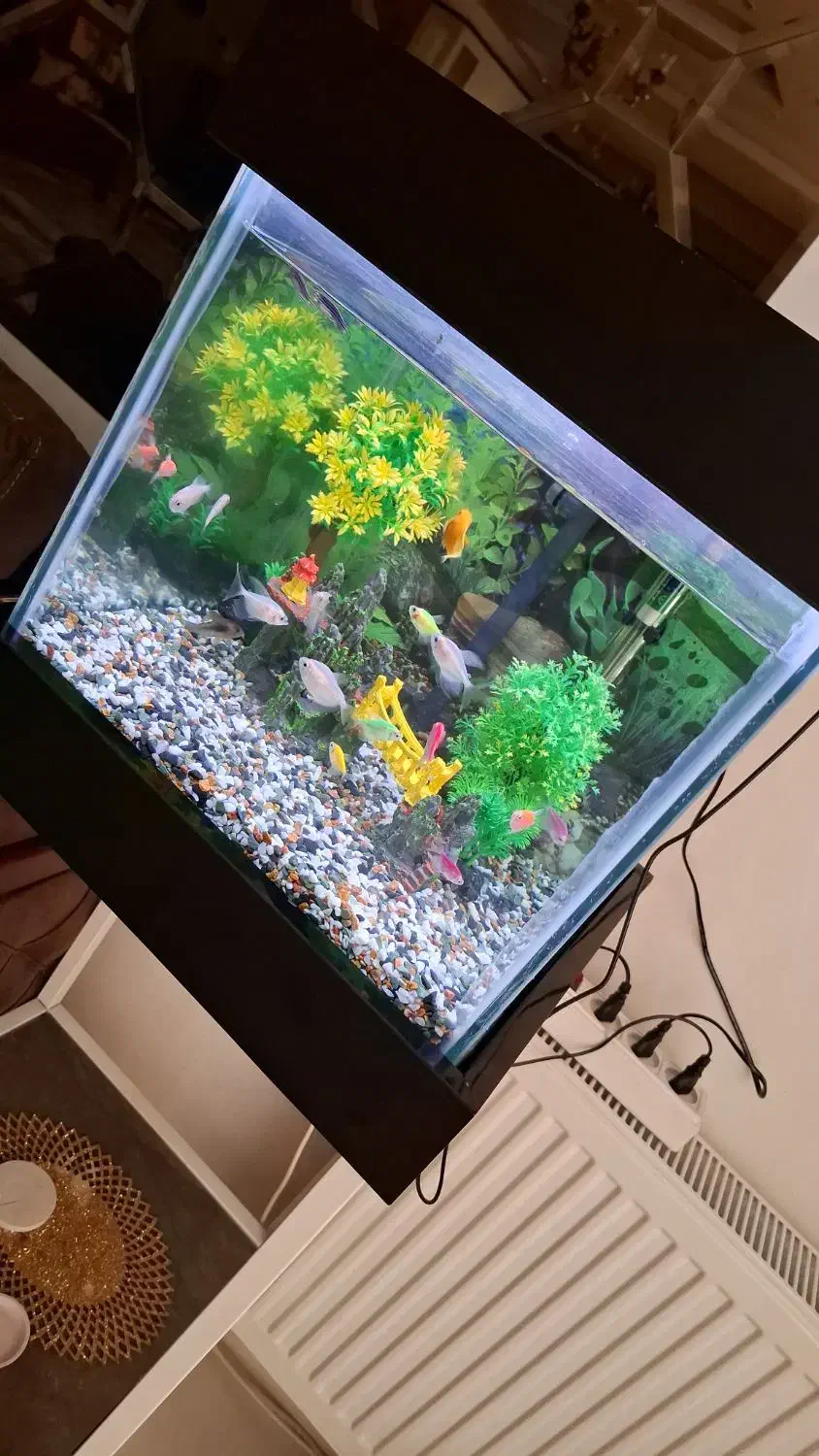 اکواریوم تمیز و قشنگ|ماهی|مشکین‌دشت, |دیوار