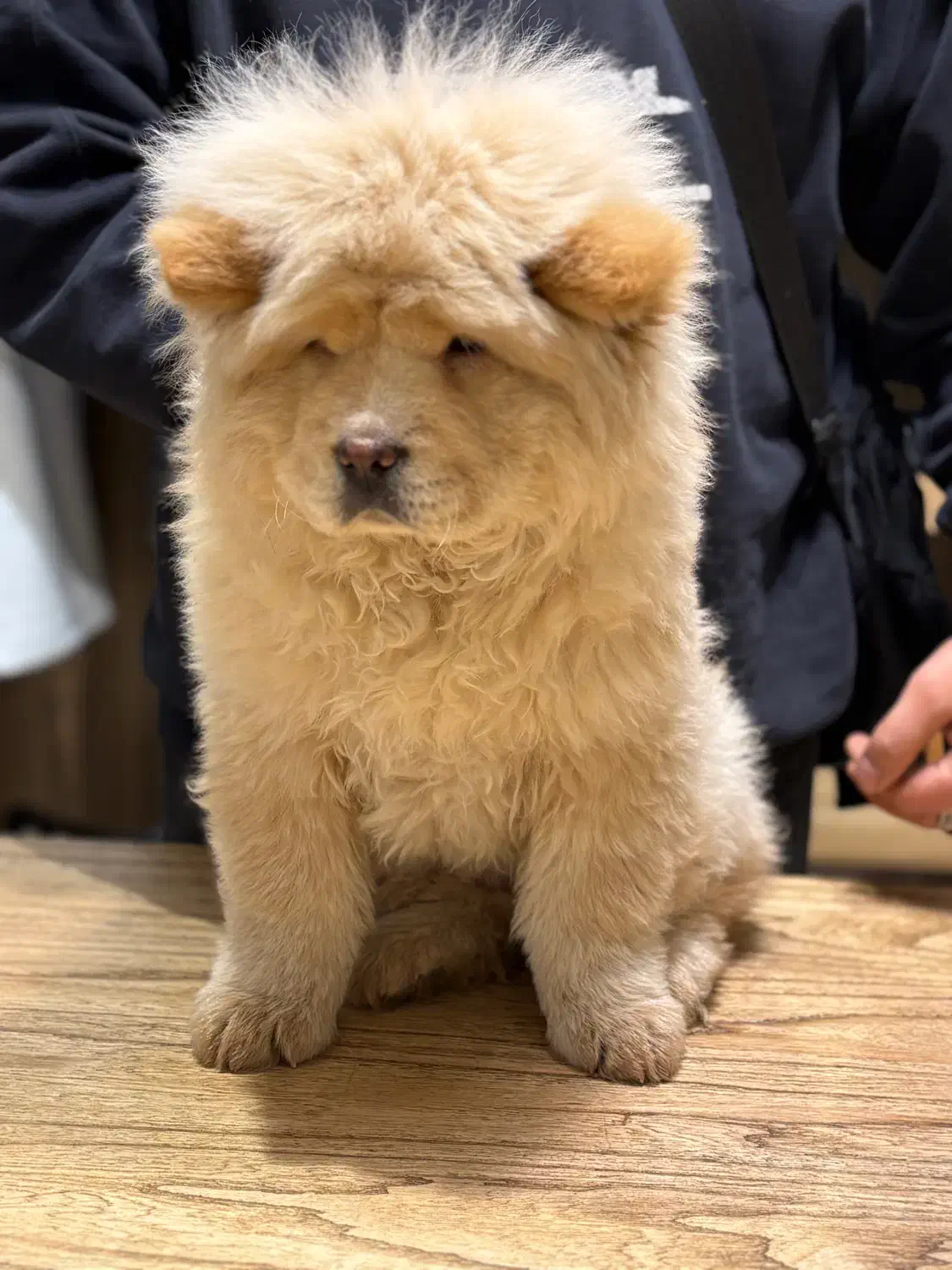 چاوچاو اصلی|سگ|اصفهان, جلفا|دیوار