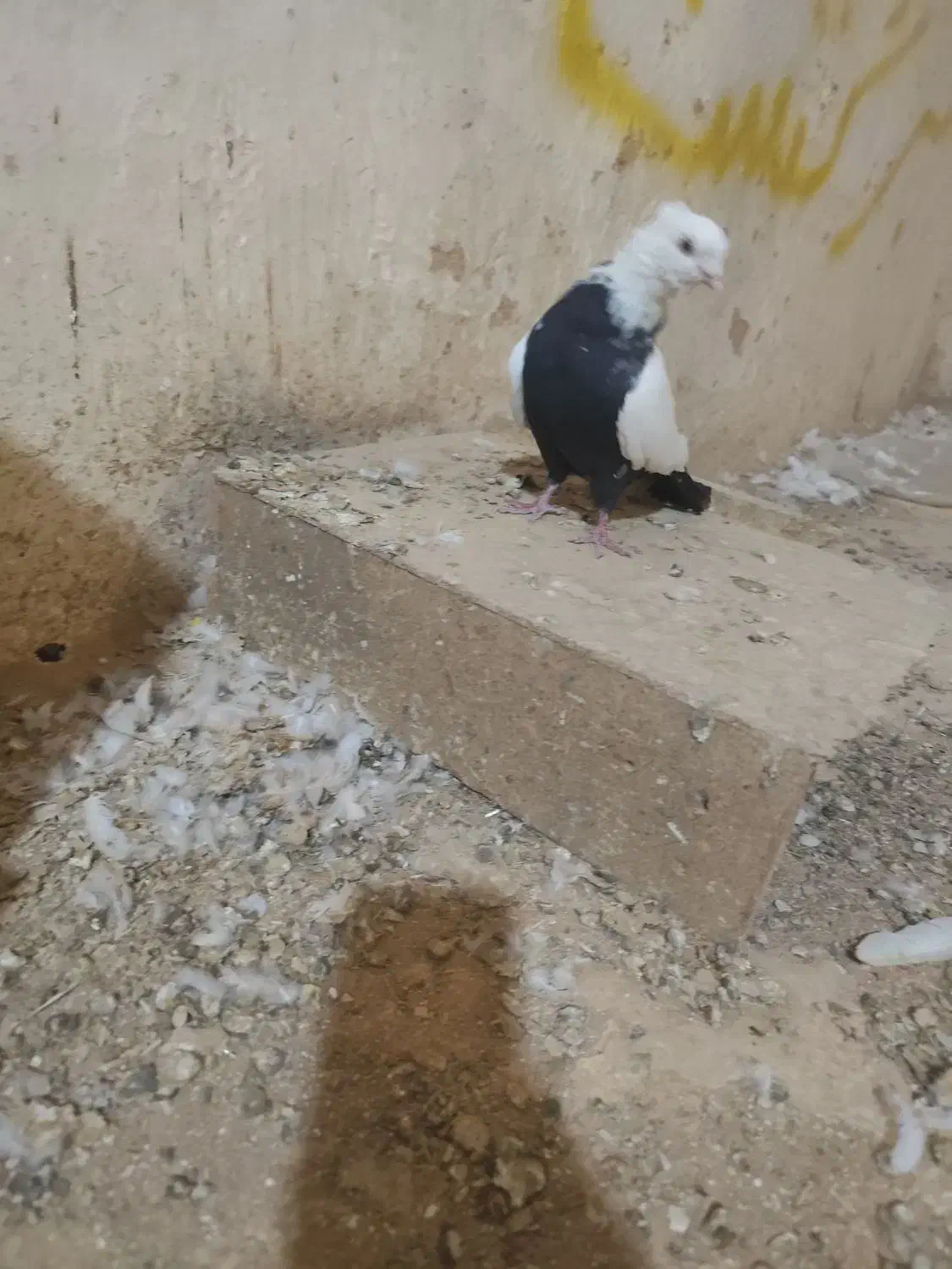 کفتر یا کبوتر|پرنده|خزل, |دیوار