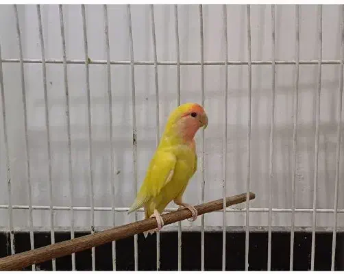 طوطی کوتوله برزیلی نر|پرنده|اهواز, کوی آغاجاری|دیوار