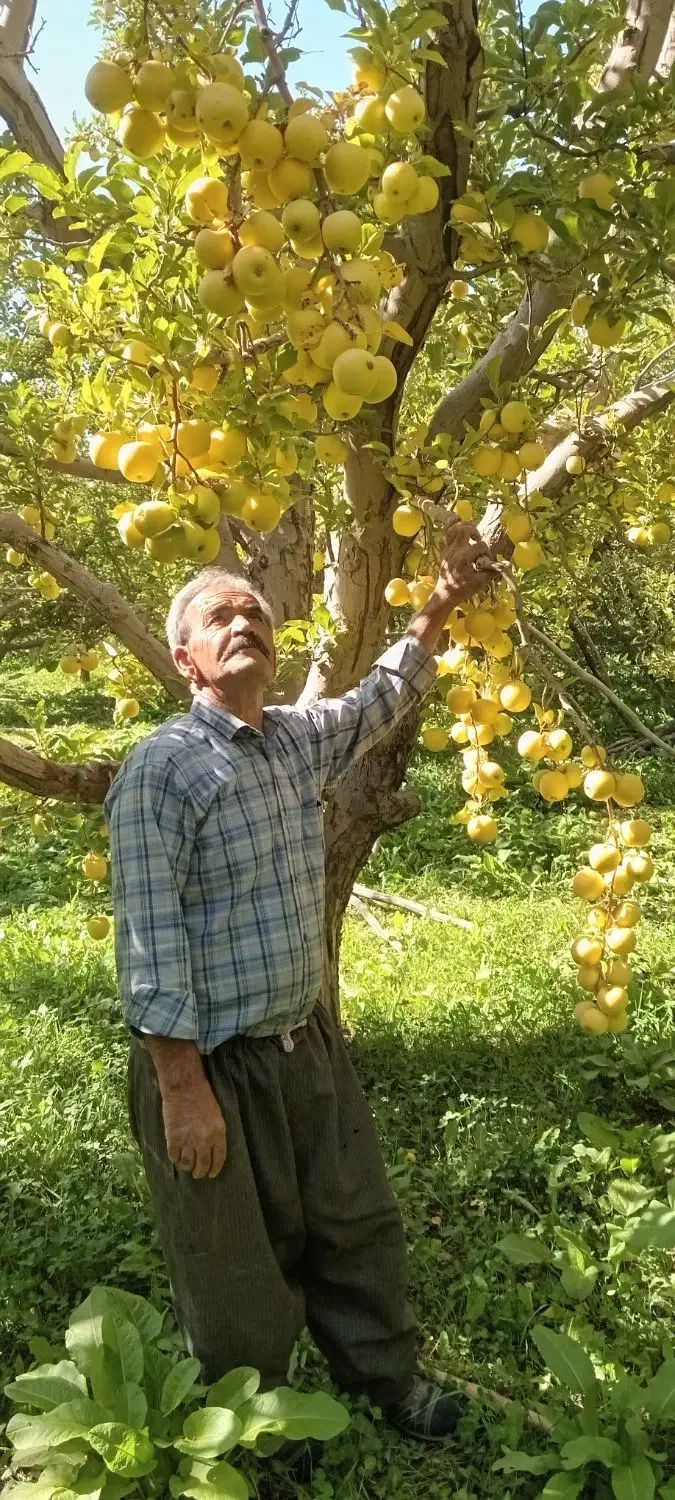 هرس درخت میوه|خدمات باغبانی و درختکاری|ارومیه, |دیوار