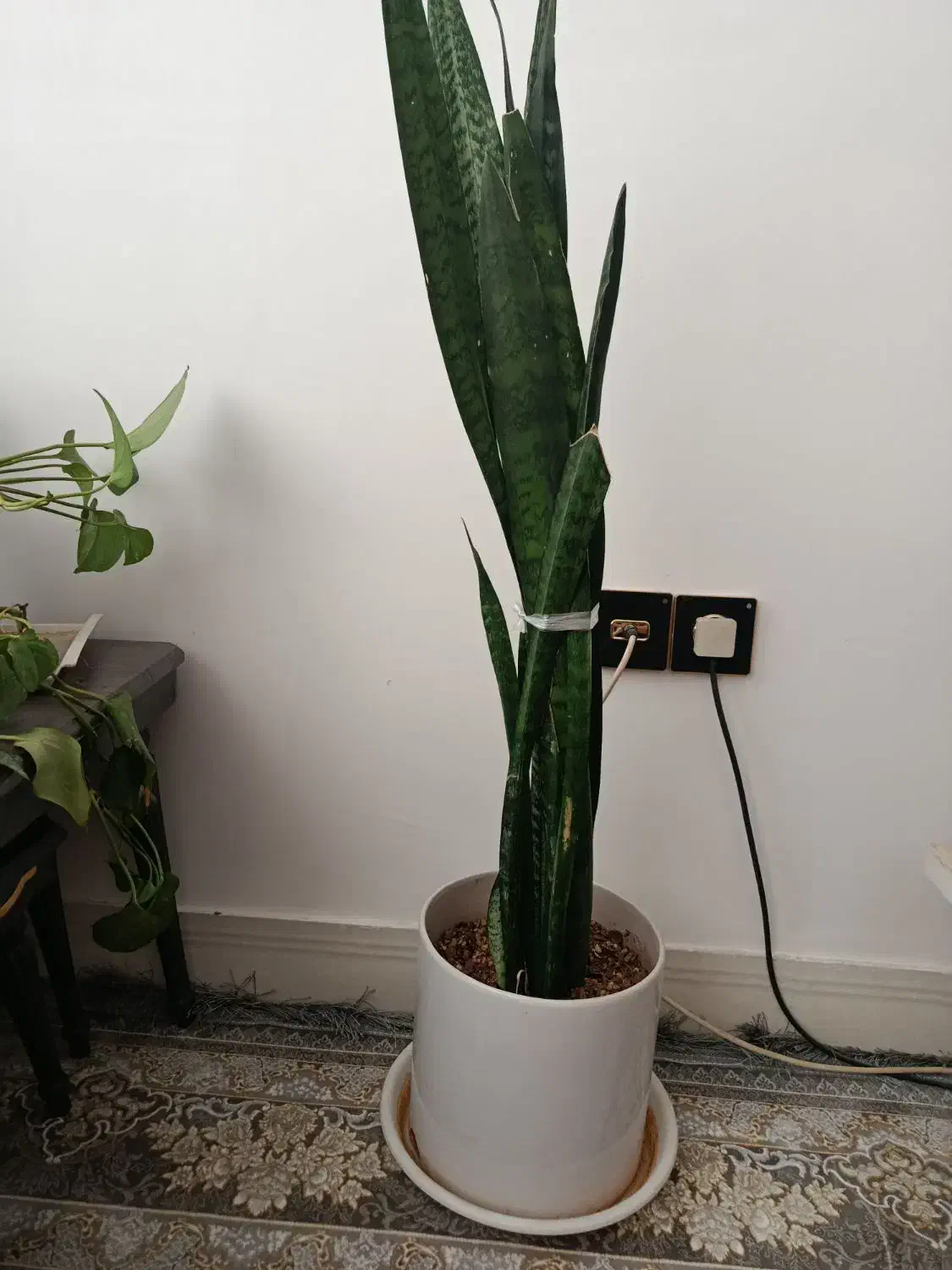 گل سانسوریا همراه گلدان سرامیکی|گل و گیاه طبیعی|گلپایگان, |دیوار