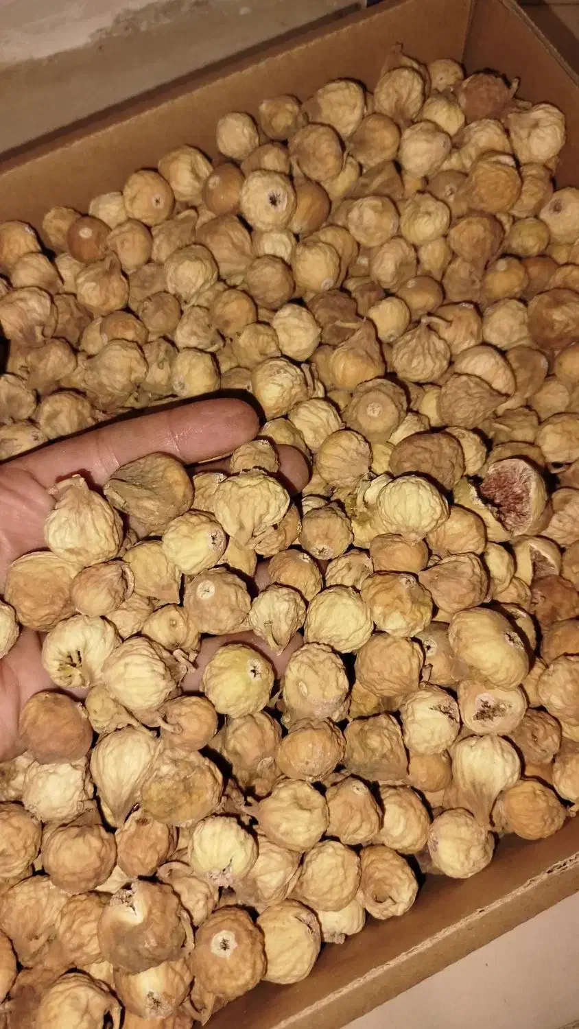 انجیر تازه استهبان|خوردنی و آشامیدنی|شیراز, دودمان|دیوار