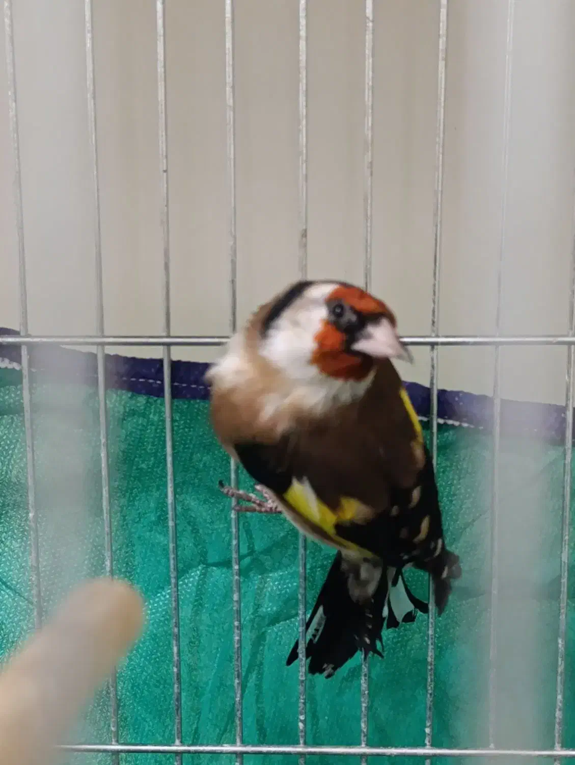 سهره نر|پرنده|همدان, |دیوار