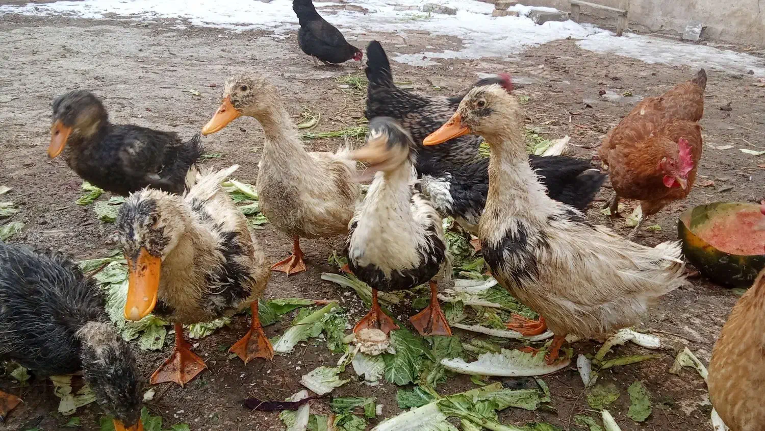 اردک محلی|حیوانات مزرعه|بومهن, |دیوار