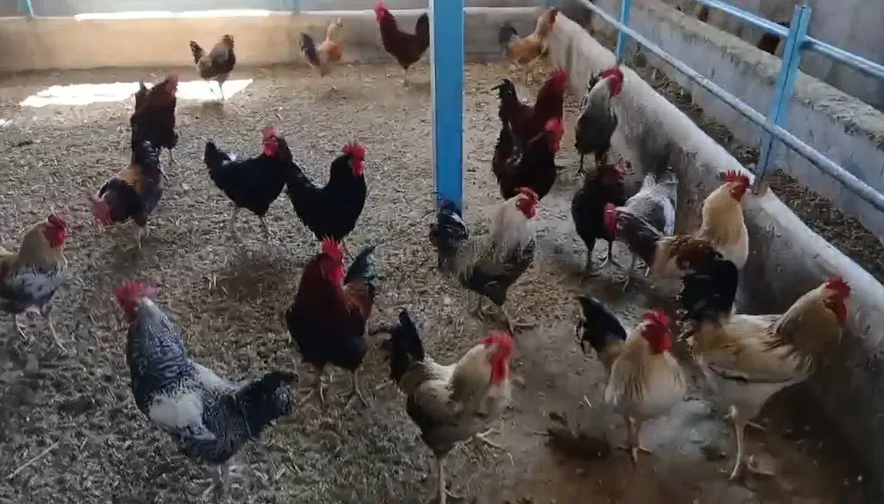 خروس محلی|حیوانات مزرعه|هشتگرد, شهرک وحدت|دیوار