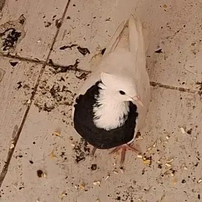 کبوتر|پرنده|شیراز, احمدی جنوبی|دیوار