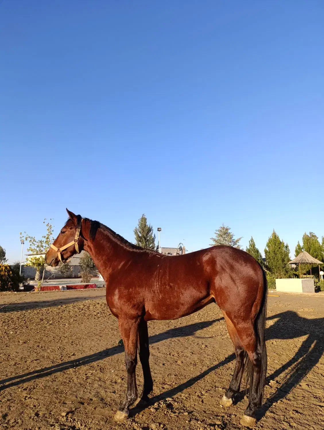 نریان تروبرد|اسب و تجهیزات اسب‌سواری|گنبد کاووس, |دیوار