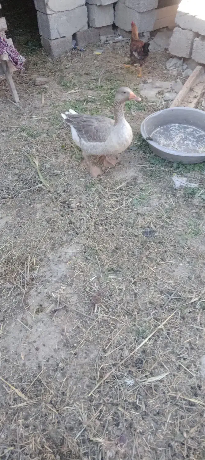 شادگان|حیوانات مزرعه|شادگان, |دیوار