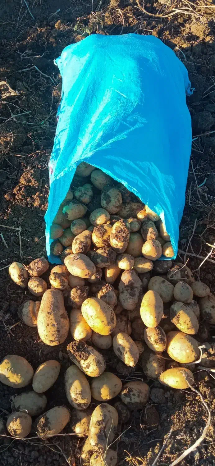 سیب زمینی آذربایجان شرقی|عمدهفروشی|تیکمه داش, |دیوار