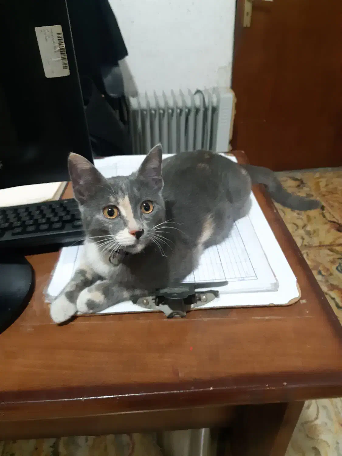 واگزاری گربه|گربه|لاهیجان, گلستان|دیوار