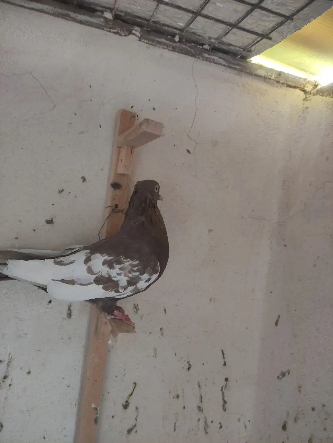 سه تا کفتر نر|پرنده|سیمکان, |دیوار