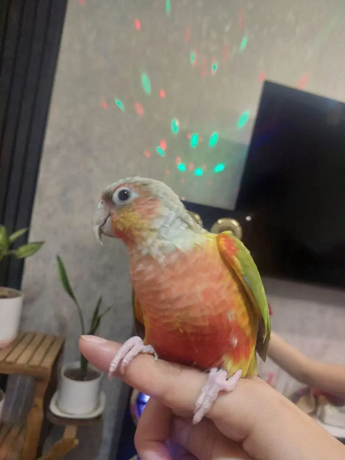 طوطی گریجیک نر سخنگو و دستی زیبا قشنگ|پرنده|خواف, |دیوار