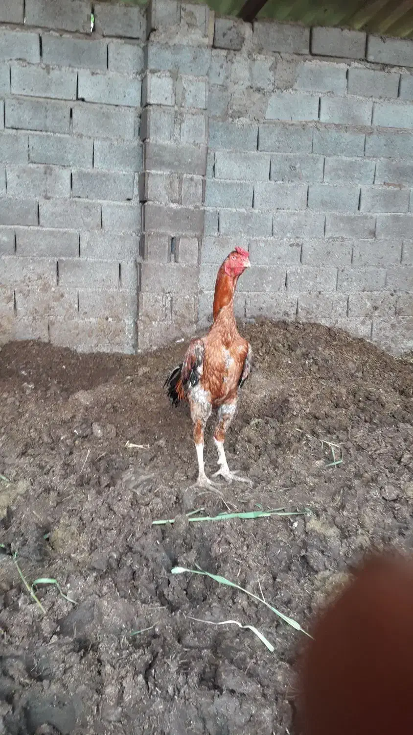 تخم لاری نطفه دار|خوردنی و آشامیدنی|کردکوی, |دیوار