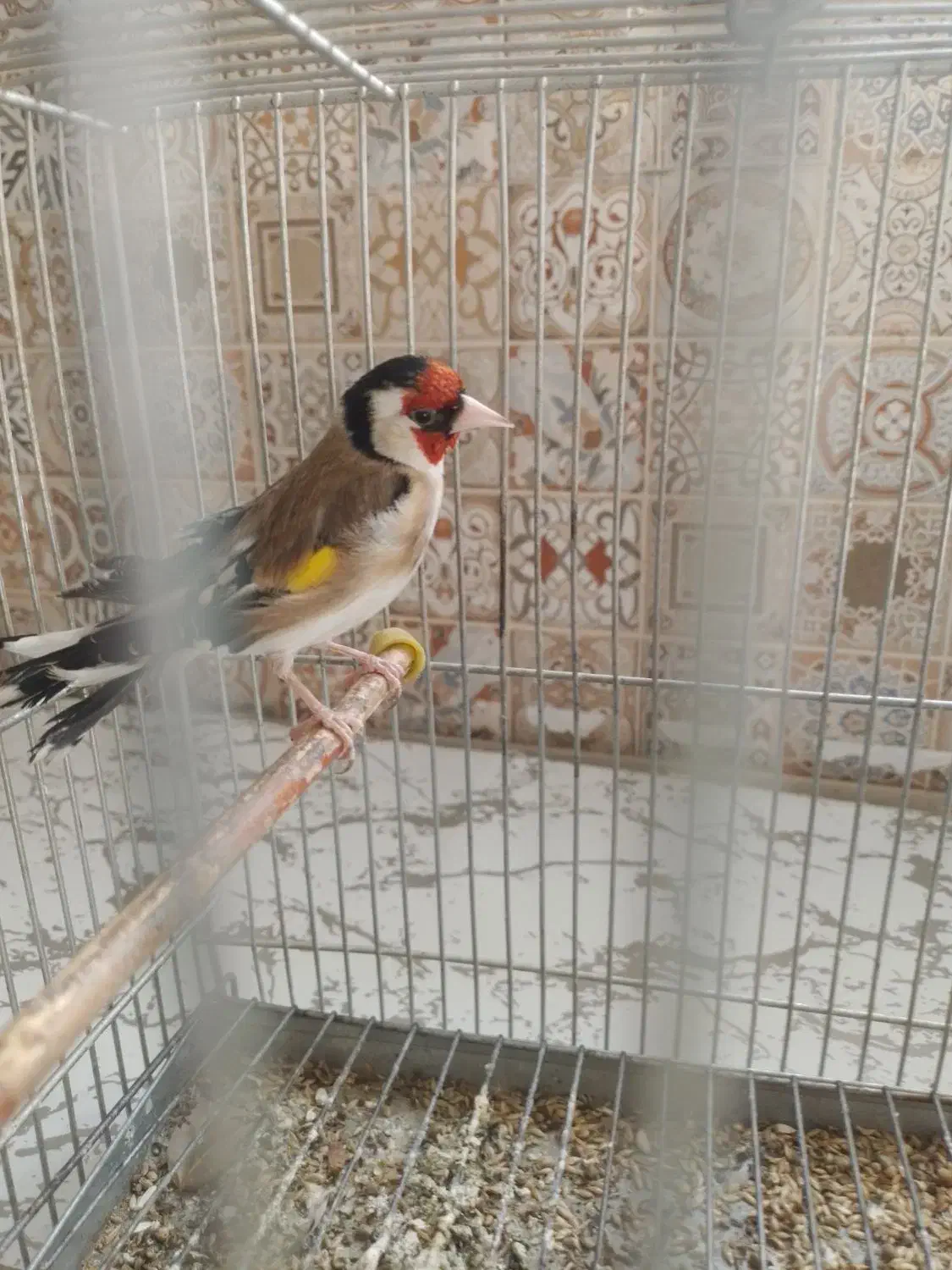 سهره گل قفل|پرنده|لاران, |دیوار