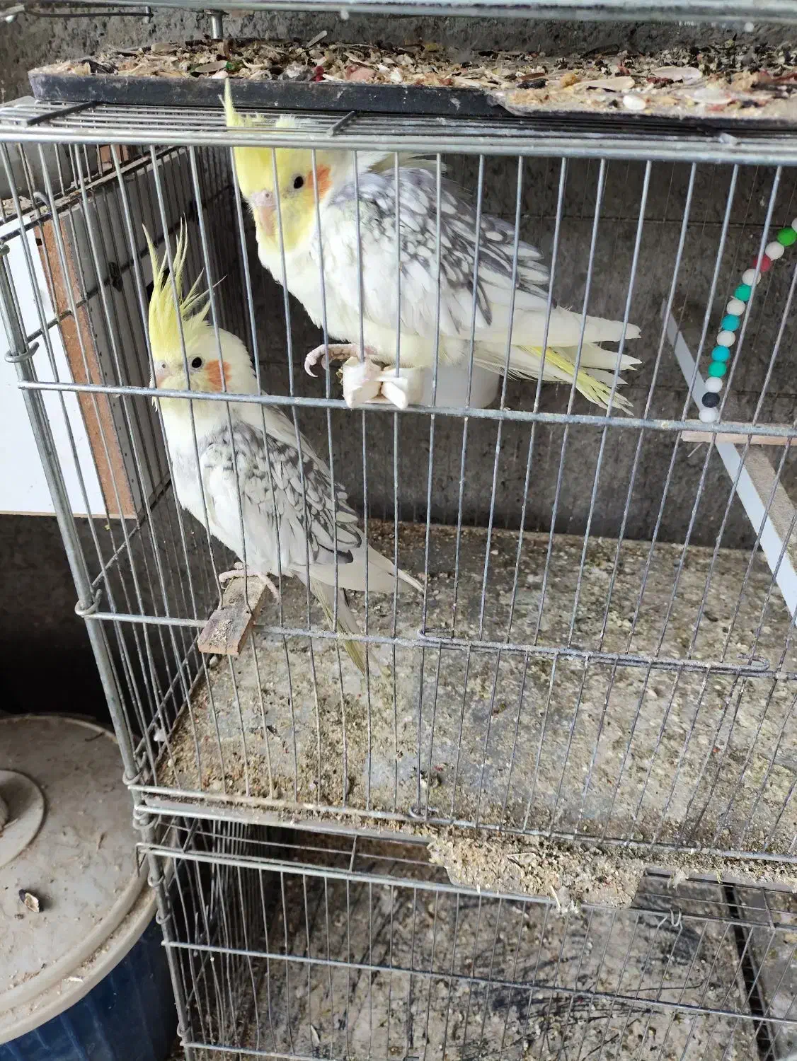 عروس هلندی|پرنده|اشنویه, |دیوار