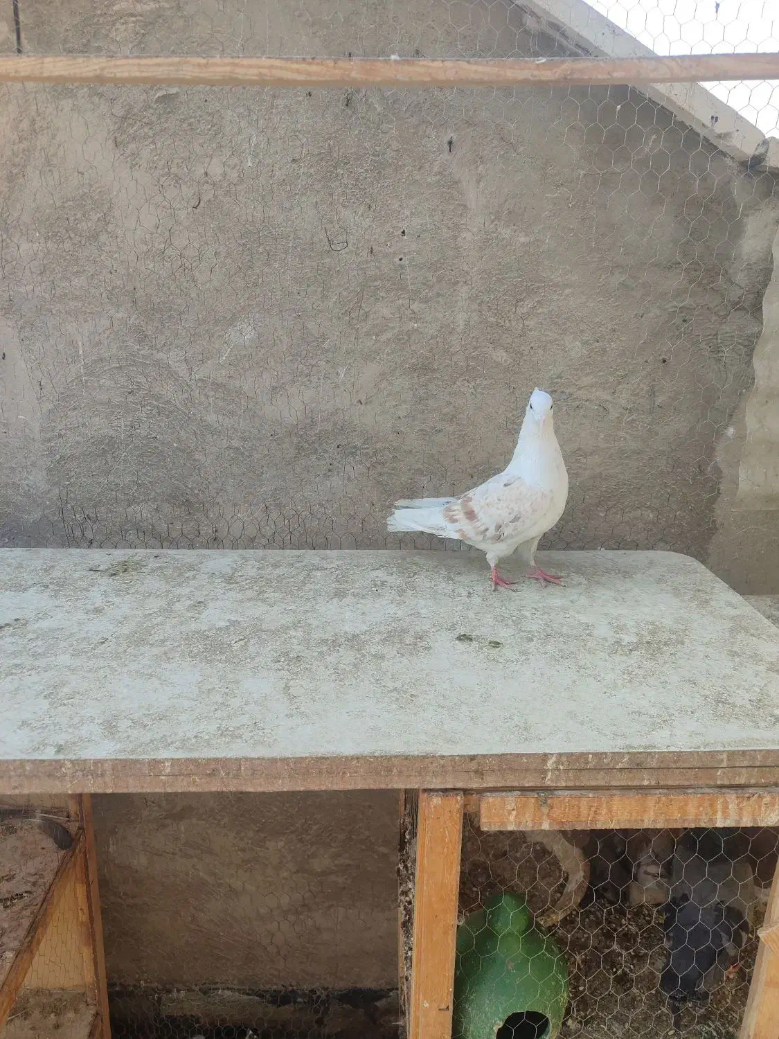 کبوتر|پرنده|ری, شهید غیوری (ابن باویه)|دیوار