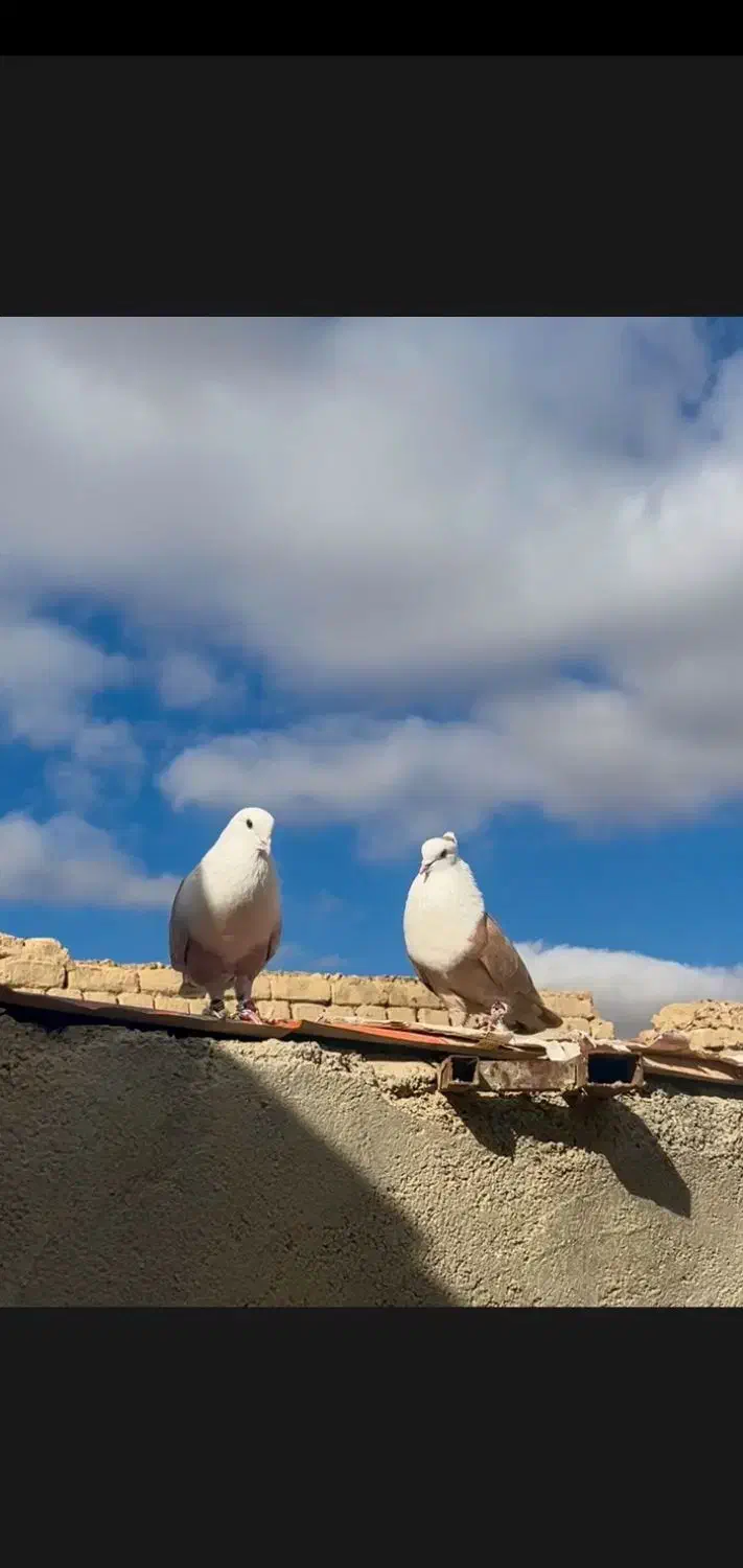 کلاغ کربلایی ،کربلایی، کلسفید|پرنده|شیروان (خراسان), |دیوار