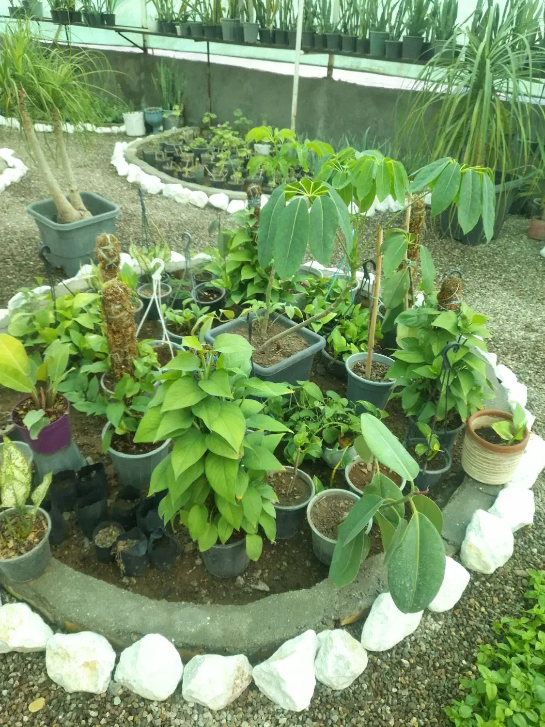 گلخانه|گل و گیاه طبیعی|ساوه, |دیوار
