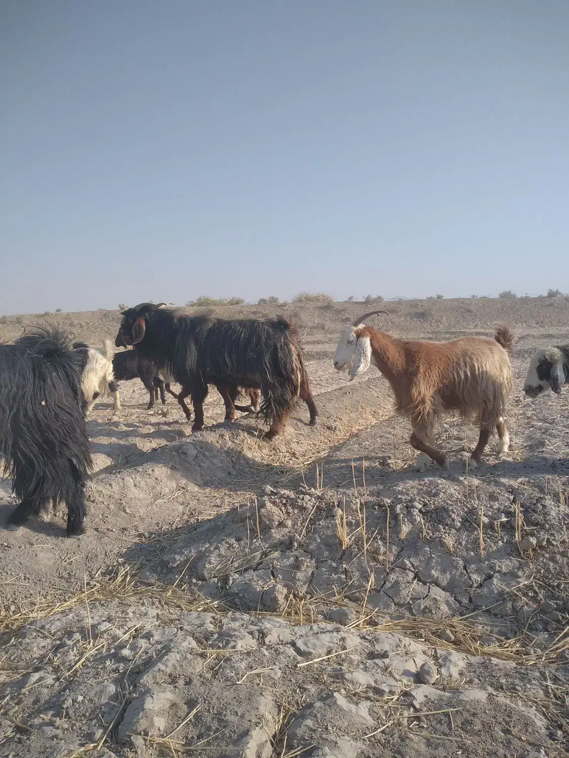 فروش بز|حیوانات مزرعه|شیراز, آبیاری|دیوار