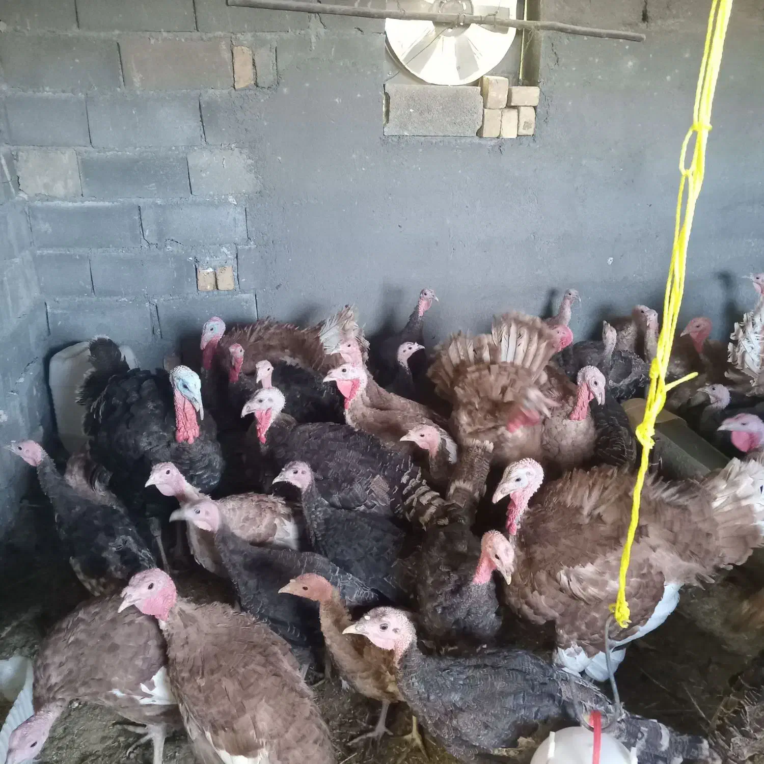 ۷۰ عدد بوقلمون سالم|حیوانات مزرعه|قم, دانش|دیوار